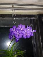 Albums/20200303-Kew Gardens/18